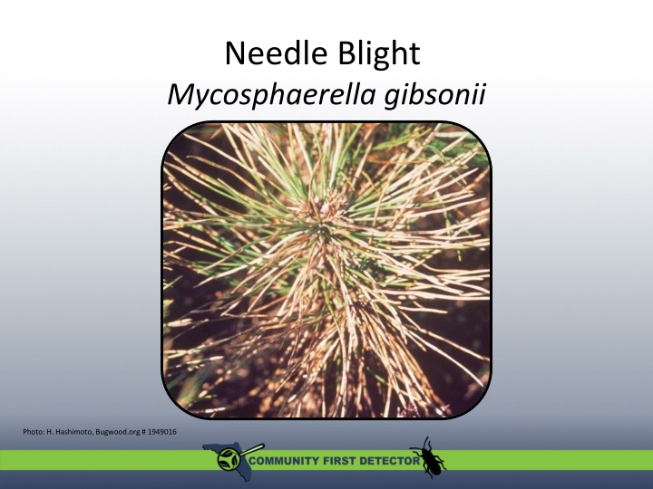 Needle Blight Mycosphaerella Gibsonii: Symptoms, Host Plants, and Management
