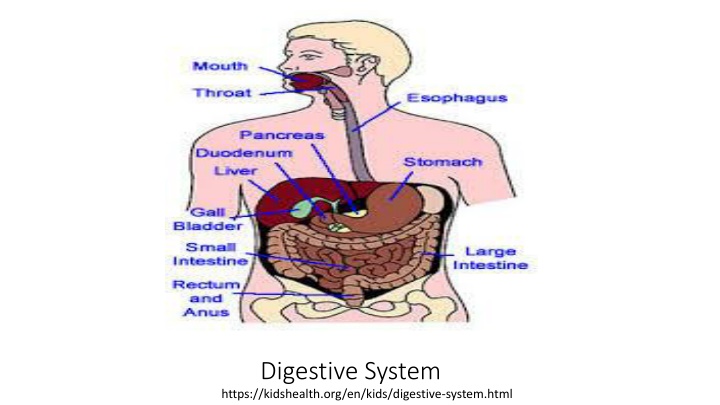 Intricacies of the Digestive System