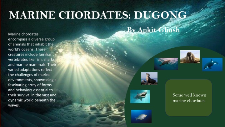 Dugongs: Marine Chordates of the Ocean