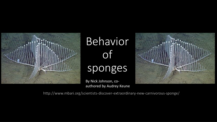 Insights into the Behavior and Life Cycle of Sponges