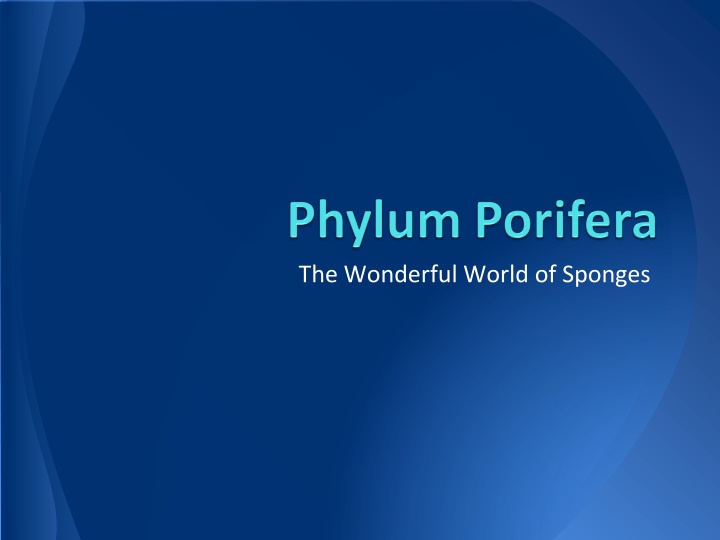 The Fascinating World of Sponges: Structure, Feeding, and Reproduction