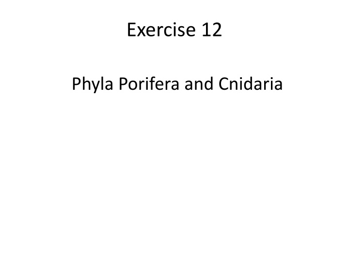 Diversity in Porifera and Cnidaria Phyla Through Lab Observations