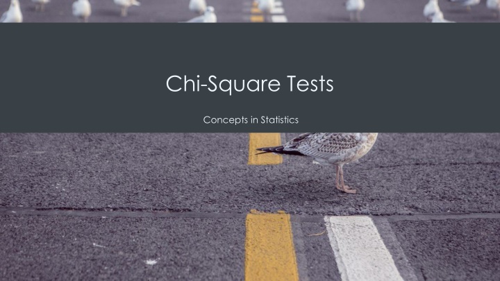 Chi-Square Tests in Statistics
