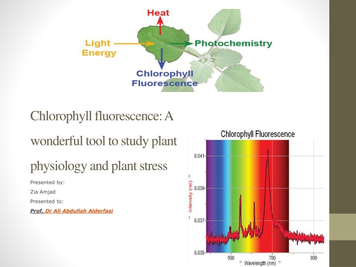 Chlorophyll Fluorescence in Plant Physiology