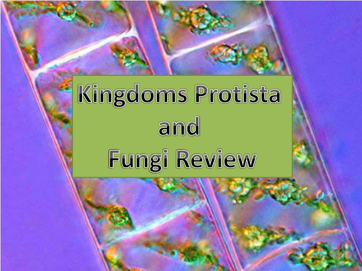 Kingdoms Protista and Fungi: Characteristics and Structures