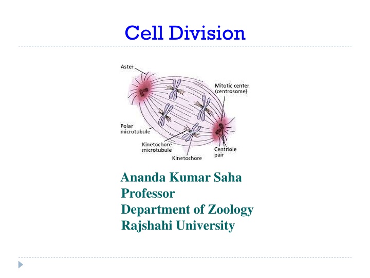 Cell Division: Processes and Types