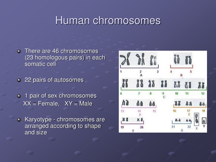 Chromosomal Disorders and Syndromes in Humans