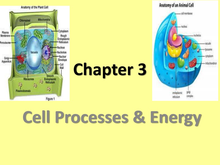 Cell Processes and Energy