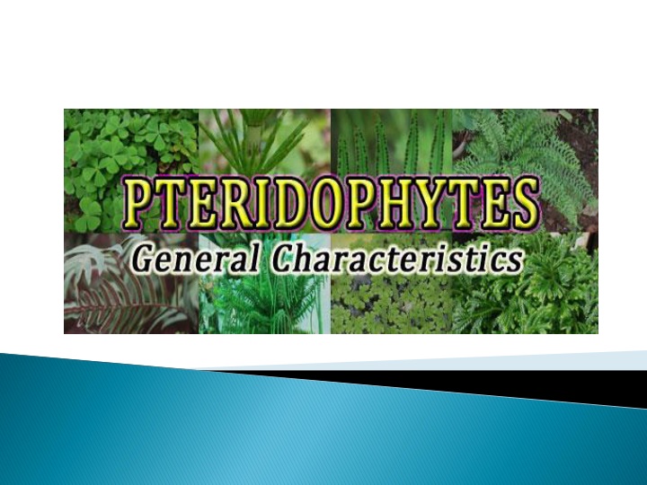 General Characteristics and Reproduction in Pteridophytes