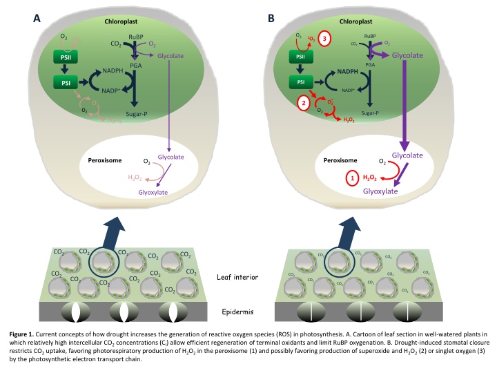 Drought-Induced Reactive Oxygen Species Generation in Photosynthesis