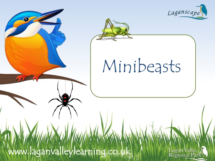 Minibeasts: Small Creatures without Backbones