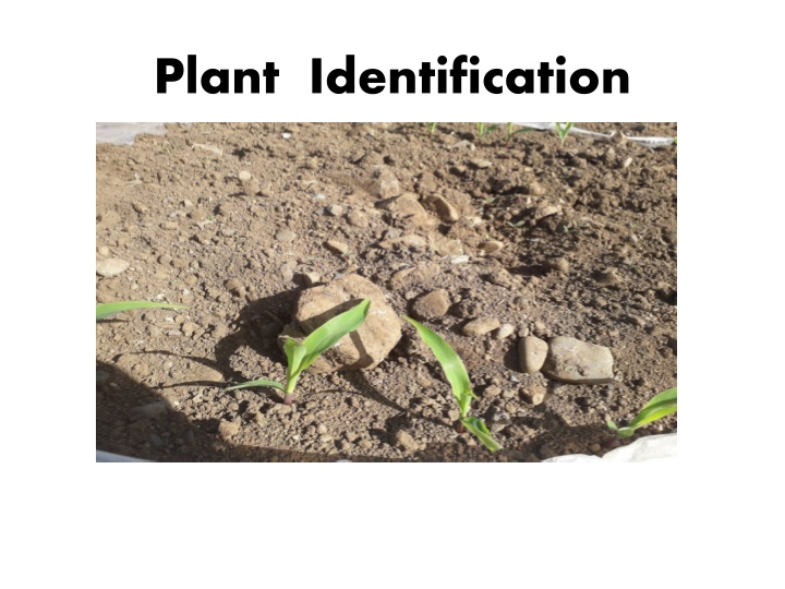 Plant Identification and Families
