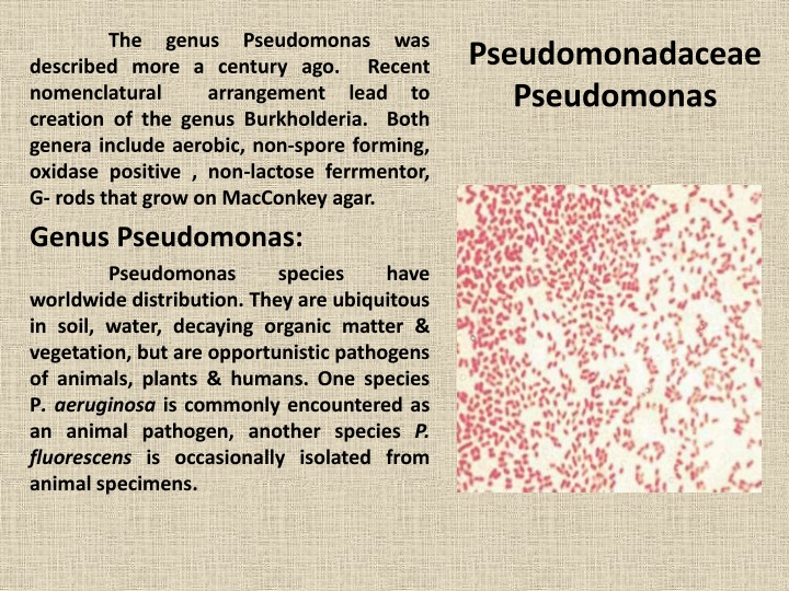 Pseudomonas aeruginosa: Characteristics, Culture, and Pathogenicity