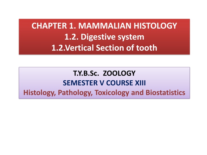 Mammalian Tooth Structure: Vertical Section Overview