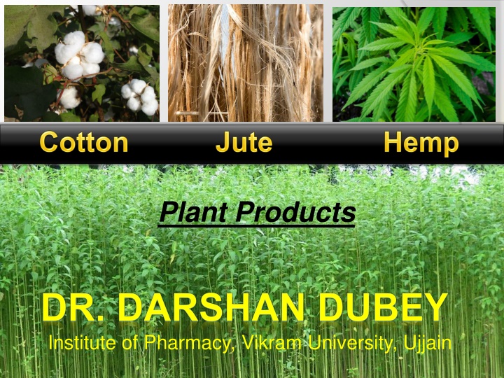 The Production and Uses of Cotton in Textile and Pharmaceutical Industries