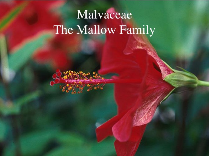 The Malvaceae Family: Characteristics, Recognition, and Economic Importance