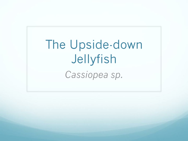 The Fascinating Upside-Down Jellyfish: Cassiopea sp.