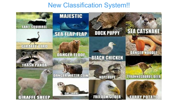 Evolution of Animal Classification