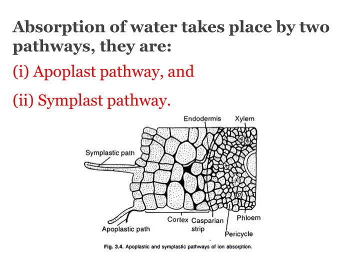 Water and Mineral Absorption Pathways in Plants