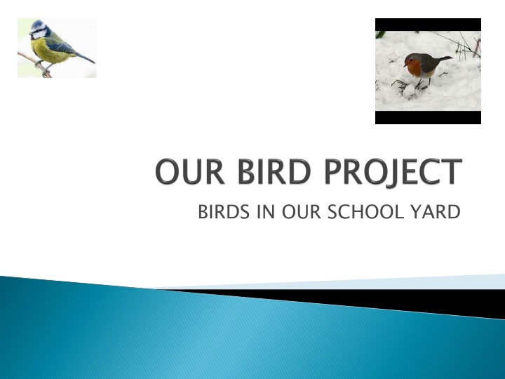 Beautiful Birds of Ireland's School Yard