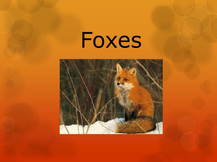 Fascinating Facts About Foxes