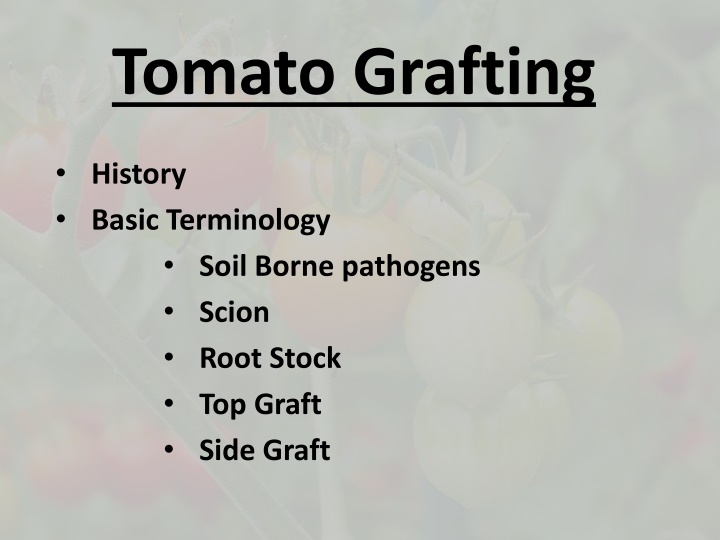 Tomato Grafting: History, Techniques, and Benefits