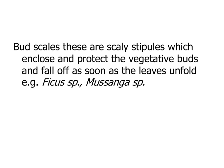 Leaf Anatomy: Bud Scales to Leaf Apex Shapes