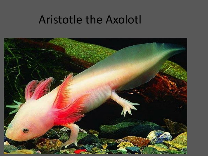 Exciting Class Pet Project: Welcoming Aristotle the Axolotl!