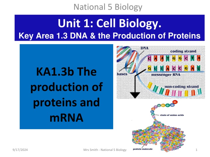 Protein Production and the Genetic Code in Biology Class