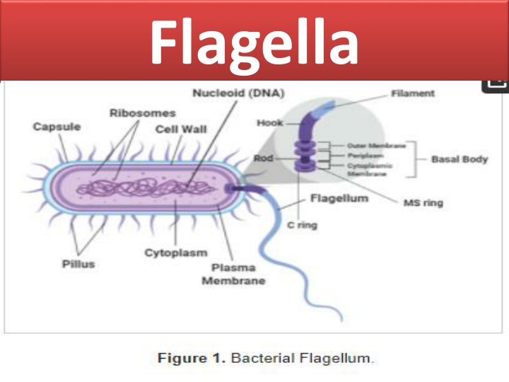 Bacterial Flagella: Structure and Function