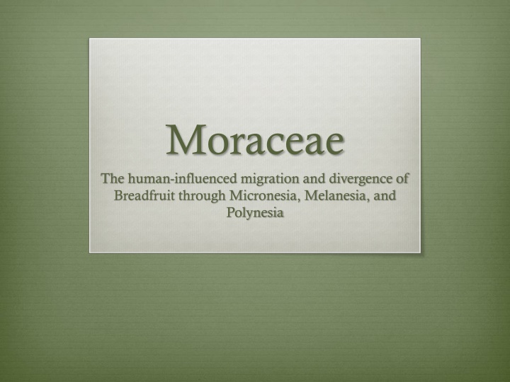 Human-Influenced Migration and Divergence of Breadfruit