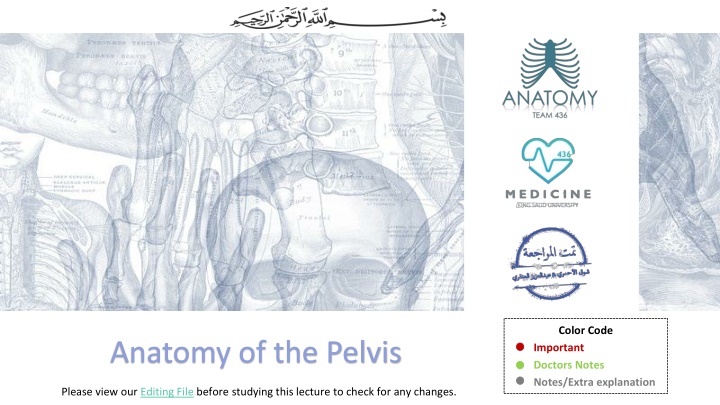 Pelvic Anatomy: Bones, Joints, and Muscles