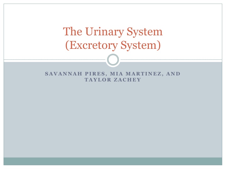 The Urinary System: Function and Structure