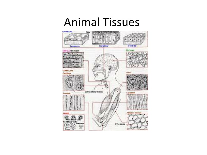 Animal Tissues: Epithelial, Muscle, Nerve, and Connective Tissues