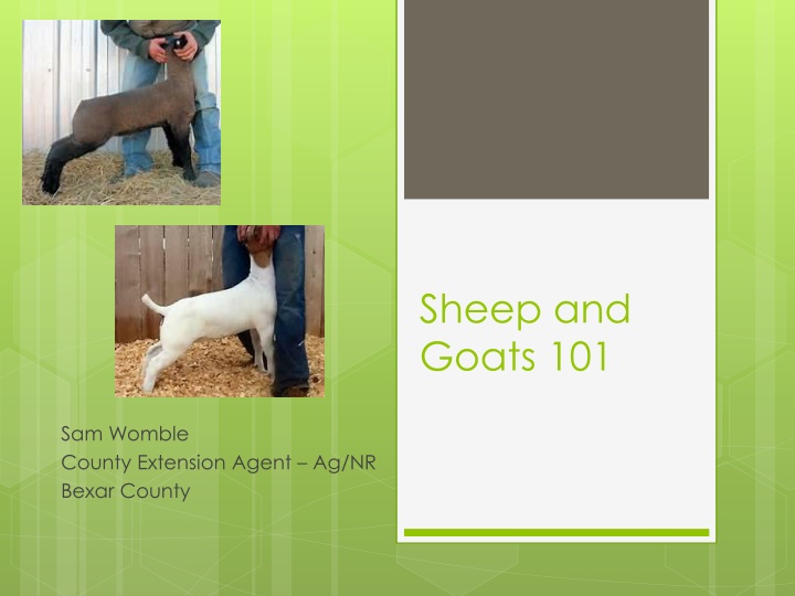 Sheep and Goats 101: Monitoring, Exercising, Fitting, and Showmanship
