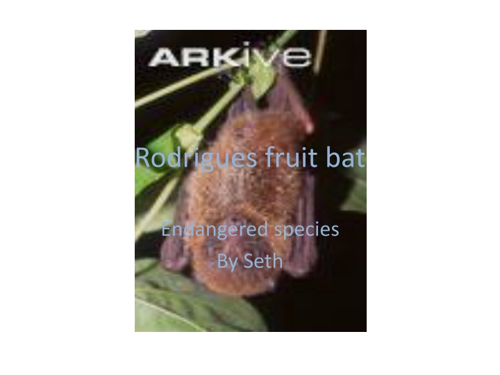 The Rodrigues Fruit Bat: A Species in Peril