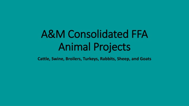 A&M Consolidated FFA Animal Projects Overview