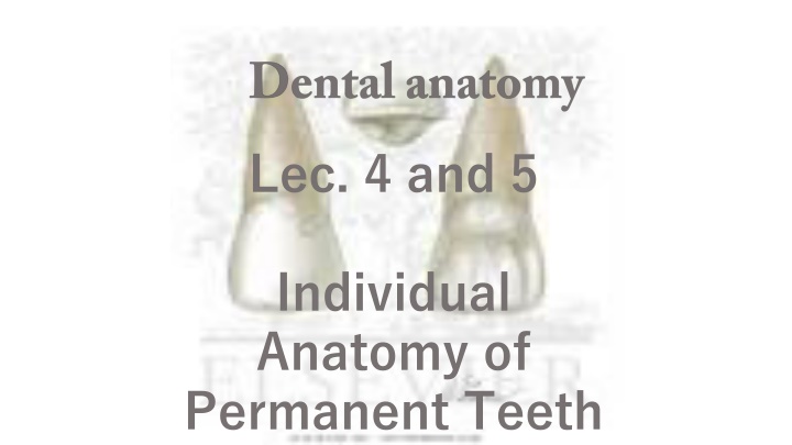 Anatomy of Permanent Maxillary Central Incisor Teeth