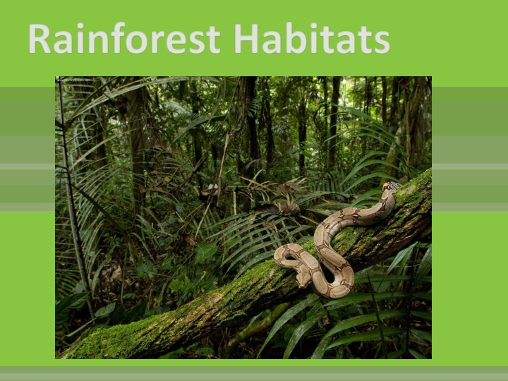 Fascinating World of Tropical Rainforests