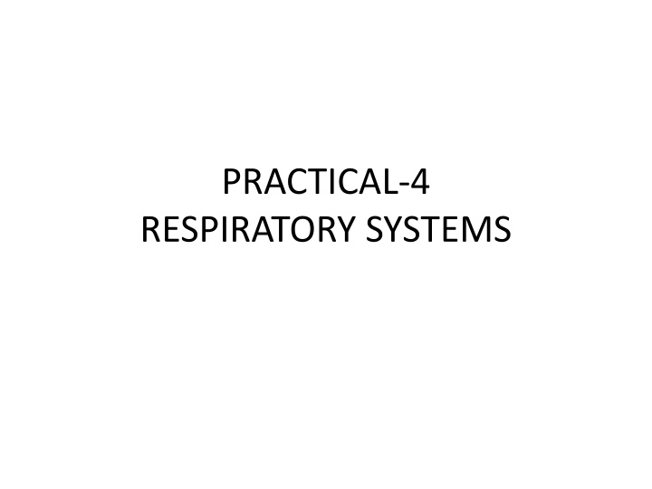 Cockroach Respiratory System Overview