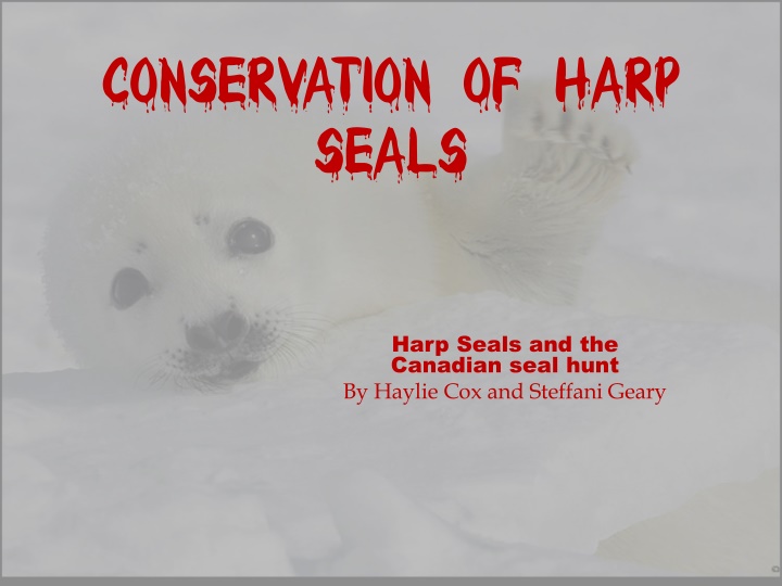 Conservation Efforts and Controversies Surrounding Harp Seals in Canada