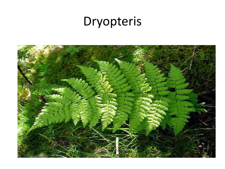 Dryopteris Fern Life Cycle