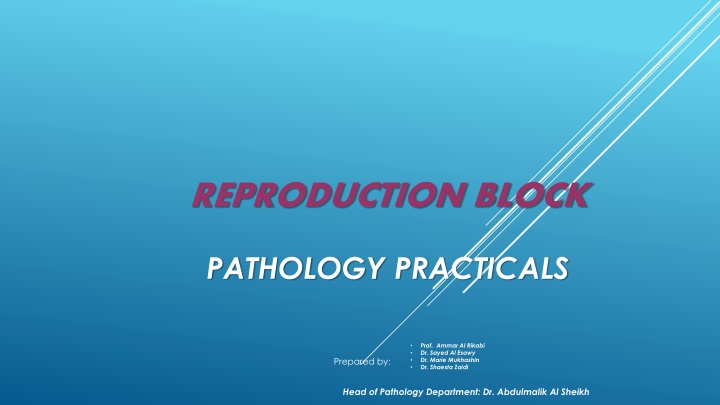 Male Reproductive System: Testis and Prostate Anatomy and Histology