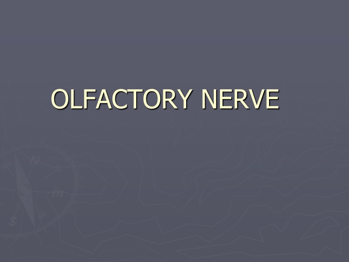 Olfactory Nerve and Its Role in the Sense of Smell