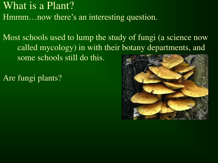 A Closer Look at Plants and Their Importance in Our Ecosystem