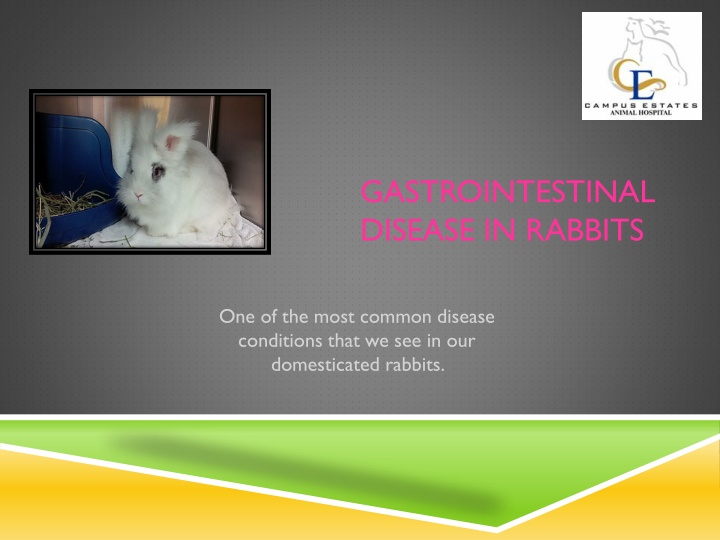 Gastrointestinal Disease in Rabbits: A Comprehensive Overview