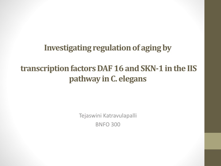 Investigating Regulation of Aging by Transcription Factors DAF-16 and SKN-1 in the IIS Pathway in C. elegans
