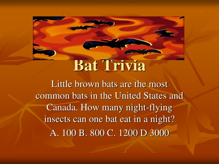 Fun Bat Trivia Facts for Nature Enthusiasts
