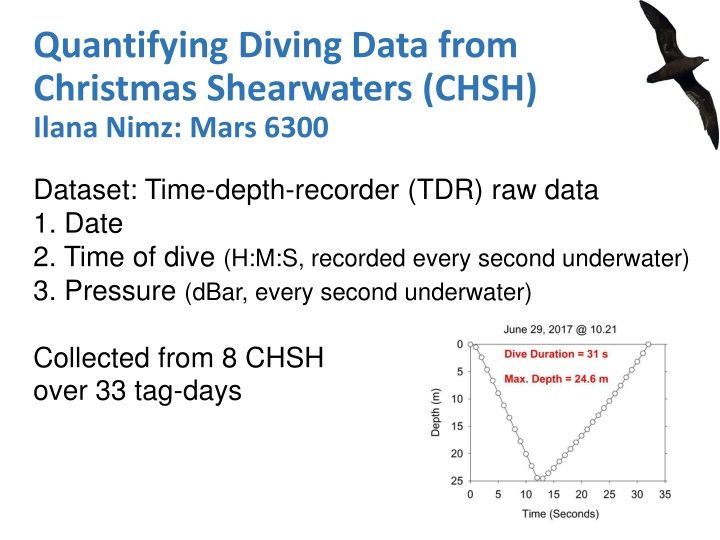 Analysis of Diving Behavior in Christmas Shearwaters
