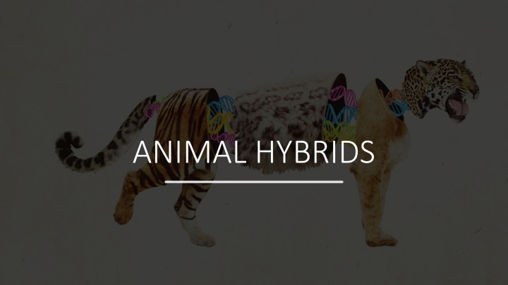 Fascinating Animal Hybrids Collection